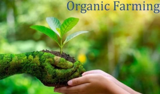 Organic Farming is one of top 20 different business ideas in Pakistan